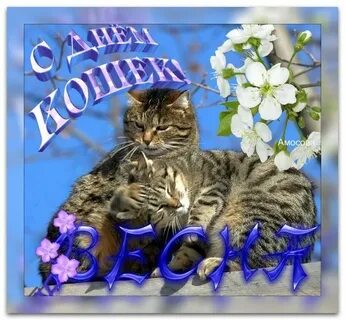 Первый день кошек