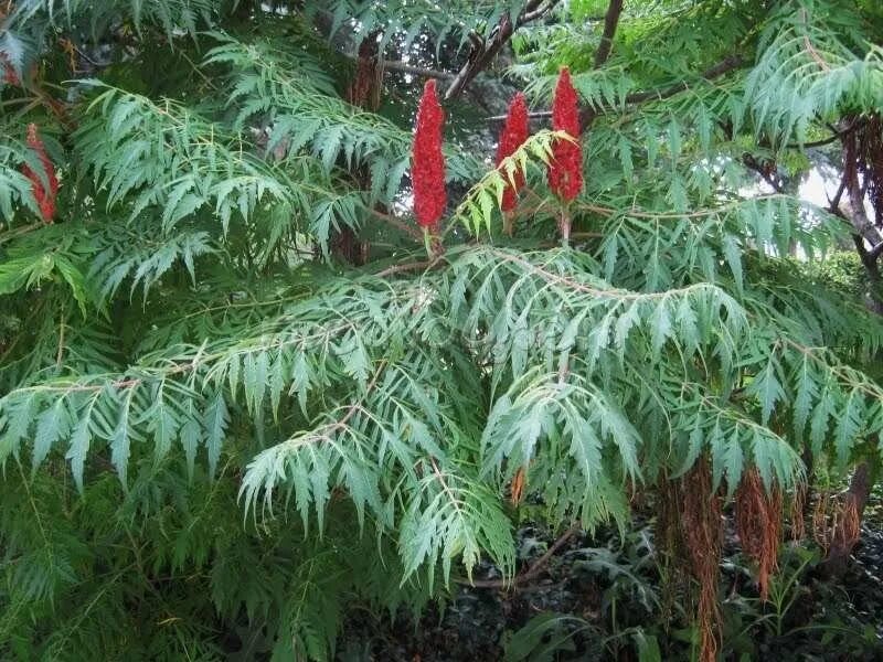 Сумах Лациниата. Сумах гладкий Лациниата. Сумах гладкий (Rhus glabra). Сумах гладкий Лациниата Rhus glabra laciniata.