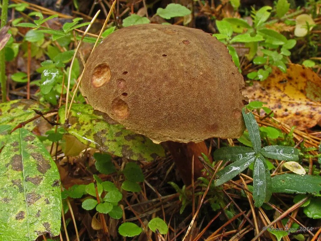 Подберезовик моховик. Моховик коричневый (Boletus ferrugineus). Моховик коричневый Xerocomus ferrugineus. Моховик каштановый. Моховик зеленый мицелий.