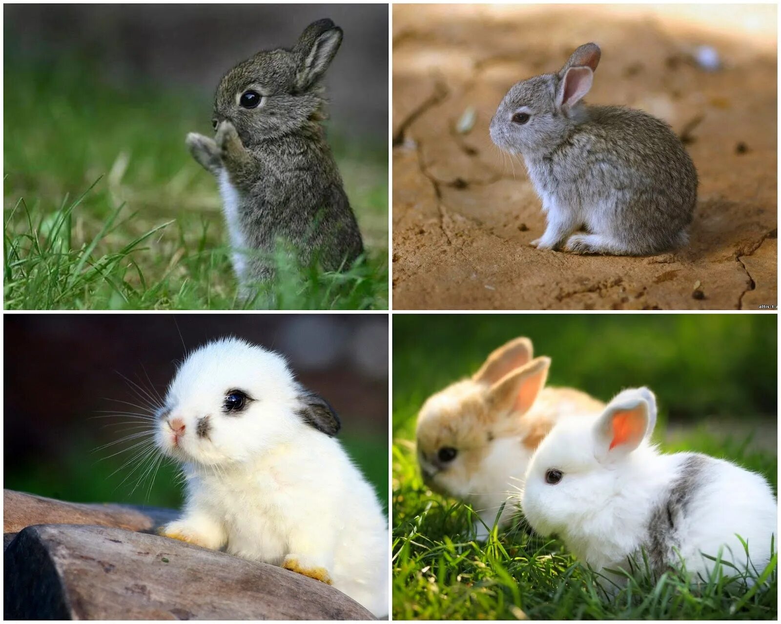 Как отличить маленьких. Маленький зайчик. Большой и маленький заяц. Зайчиха с зайчонком. Разные зайчики.