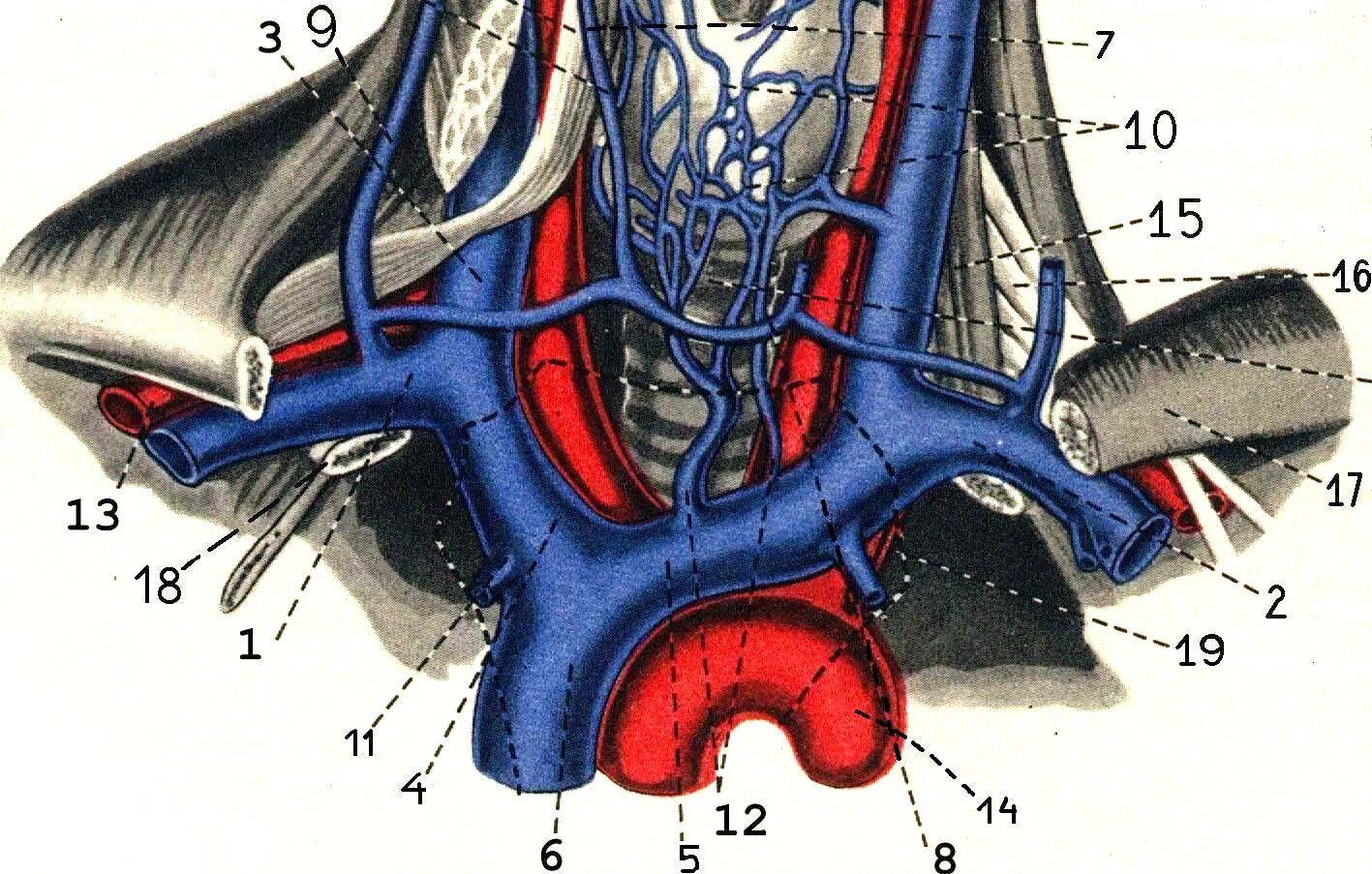 Тромбоз подключичных вен. Сонная артерия и яремная Вена. Подключичная Вена топография. Внутренняя яремная Вена топография. Правая подключичная Вена.
