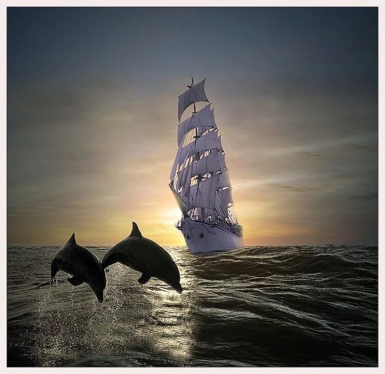 Парусник с дельфинами. Морской пейзаж дельфины. Дельфины в баренцевом море. Море корабль дельфины. Дельфины в азовском море.