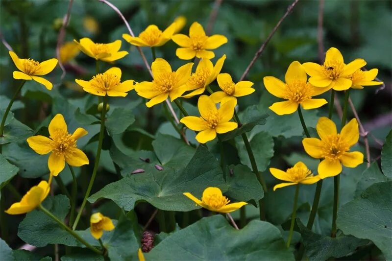 Эрантис цветок. Примула весенник. Желтые весенние цветы название. Калужница многолепестковая. Желтые весенние цветы название.