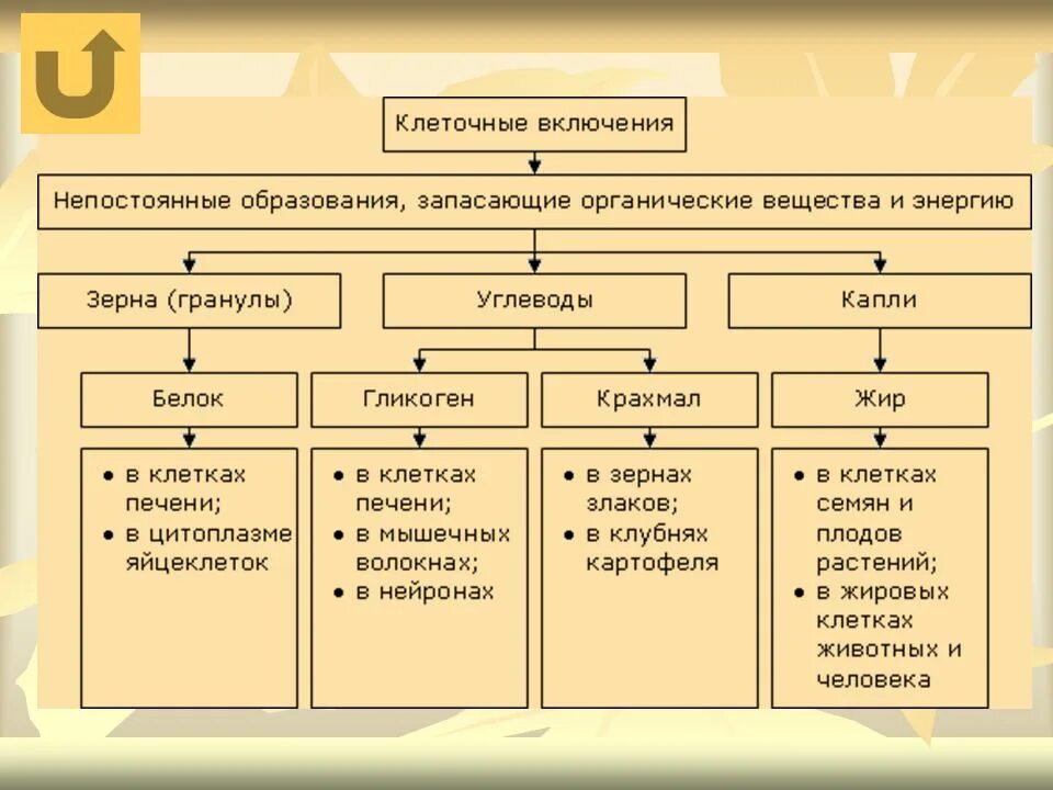 Клеточные включения строение и функции. Клеточные включения таблица. включения клетки таблица. классификация включений клетки. клеточные включения функции.