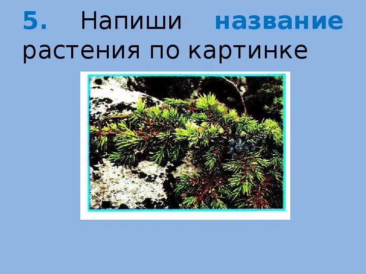 Задания по окружающему миру 2 класс. Тест зима в мире растений 2 класс. Растения готовятся к зиме. Зима в мире растений окружающий мир. Плоды деревьев зимой.