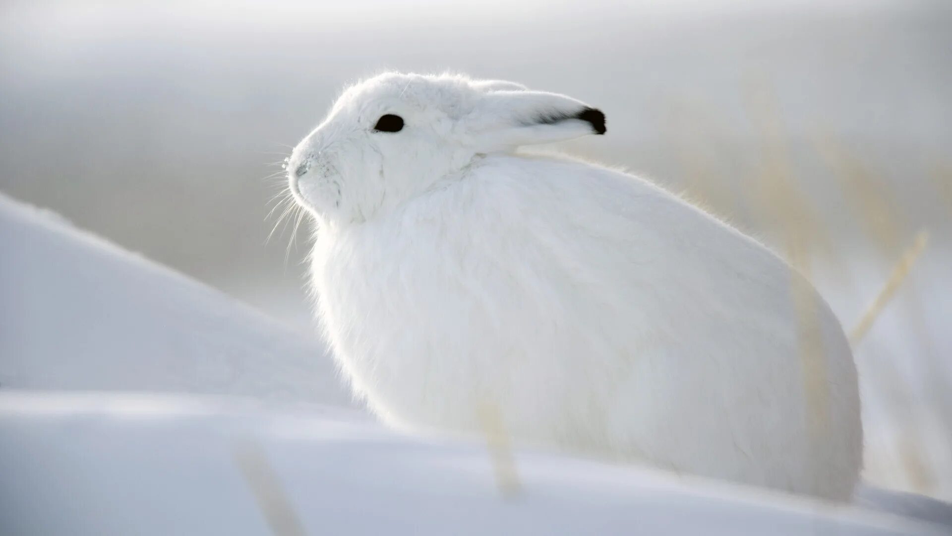 Картинка бела. Заяц Беляк белый. Заяц Беляк зима. Покровительственная окраска заяц Беляк. Заяц Беляк Хоккайдо.