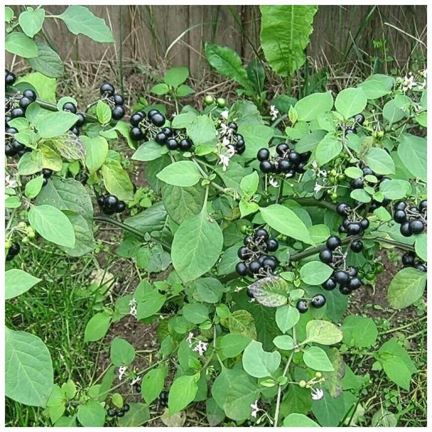 Free Images : nature, branch, fruit, berry, flower, wild, food, green, produce, 
