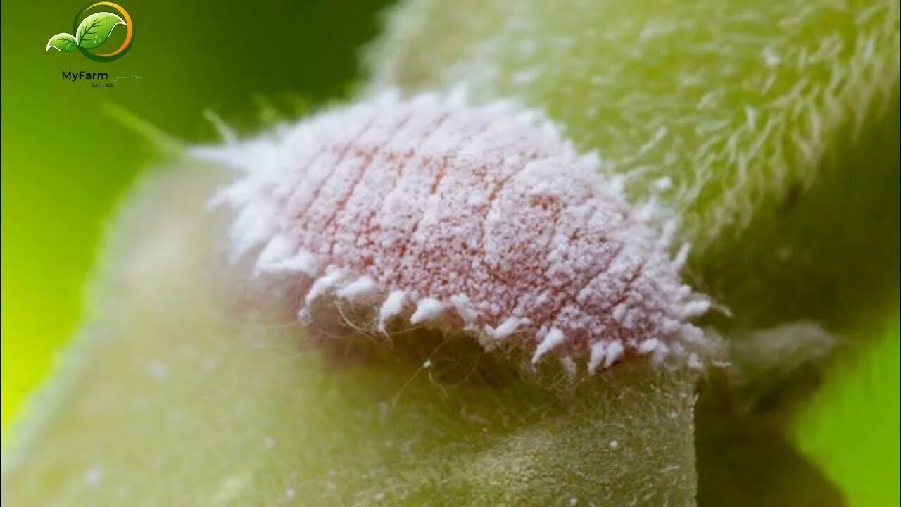 Оранжерейный трипс. Щитовка орхидей фаленопсис. Мучнистый червец личинки. Трипсы, мучнистые жучки. Трипс жук.