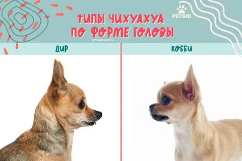 Суть чихуахуа