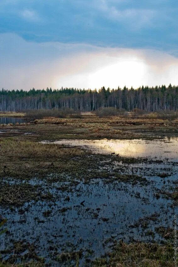 Окно болота. Катасьминские болота. Электросталь болото. Болота ночью. Окна в болотах.