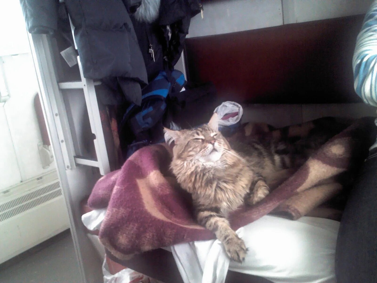 Кот из вагона. Доброе утро в поезде. Кот из вагона. Кот в купе. Кот в электричке.