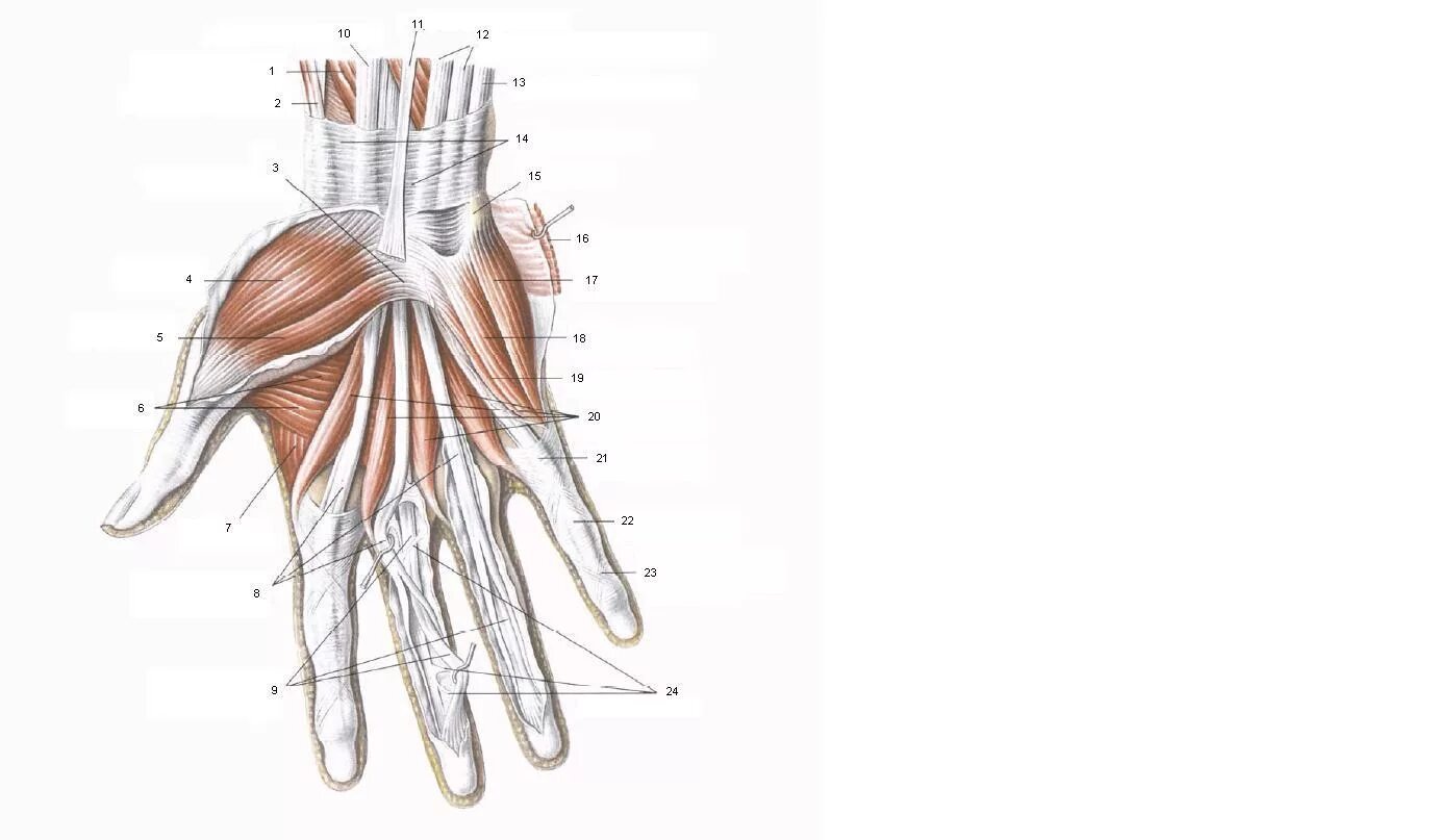 Поверхностные мышцы кисти. Мышцы ладонной поверхности кисти анатомия. Сухожилия лучезапястного сустава анатомия. Топографическая анатомия сухожилий