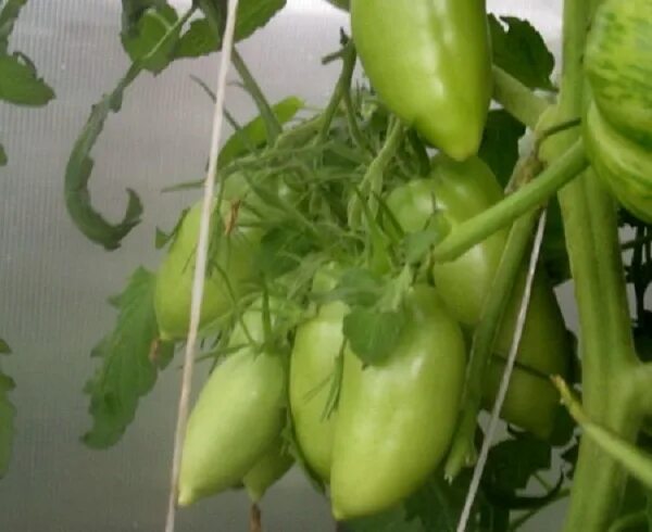 фиолетовая гордость весселя томат отзывы. сорт фиолетовая гордость весселя. томаты сливовидные кубань. фиолетовая гордость весселя. томат фиолетовая гордость веселя.