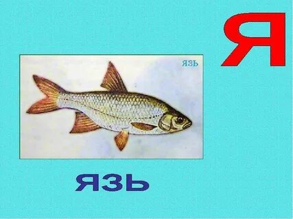 Аквариумная 4 буквы