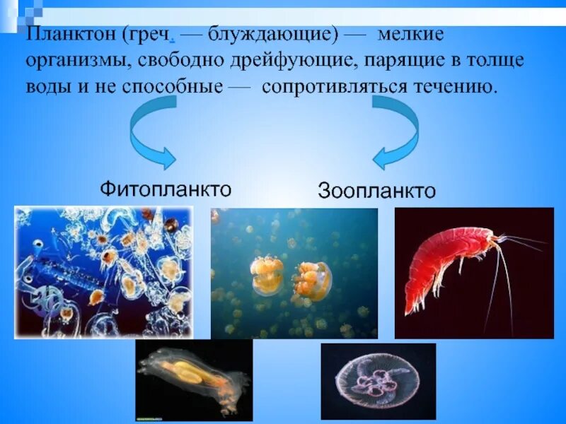 Планктон какая группа. Планктон Нектон бентос. Планктон фитопланктон зоопланктон бентос. Организмы обитающие в толще воды. Приспособления планктонных организмов.