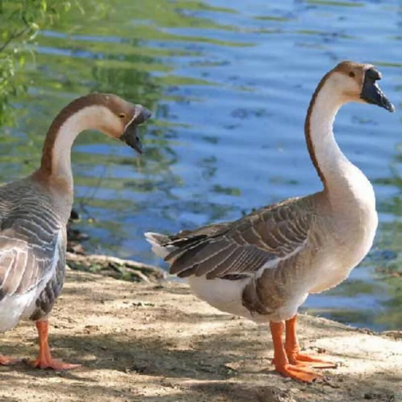 Гусь сухонос. Сухонос, гусь-сухонос (anser cygnoides. Сухонос птица. Гусь сухонос гусята. Сухонос гусь самка.