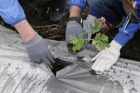 Агрофирма посадка