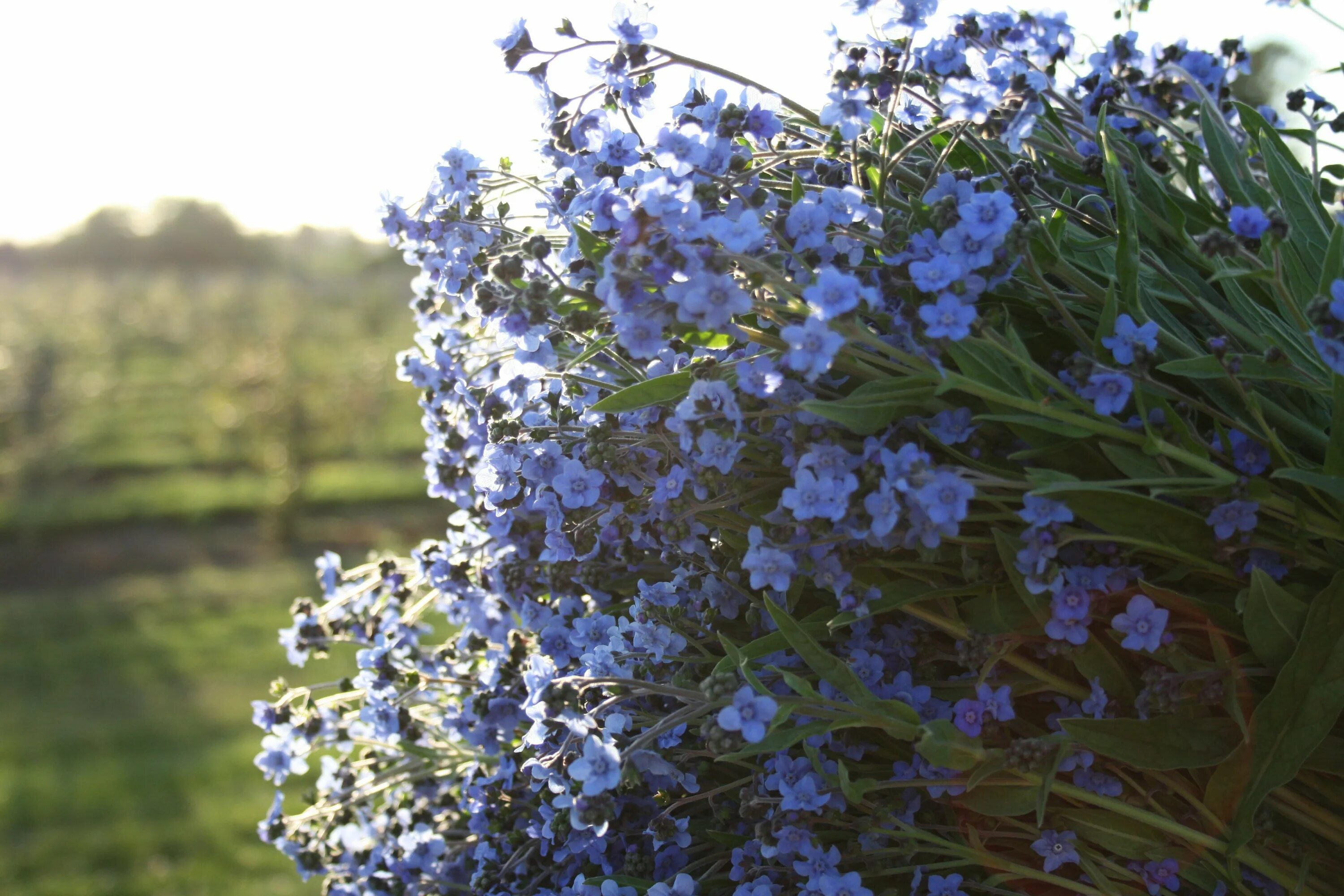 Поле незабудок. Незабудка Альпийская (Myosotis alpestris). Незабудка Лесная Myosotis sylvatica. Незабудка Полевая (Myosotis arvensis). Миосотис Незабудка.