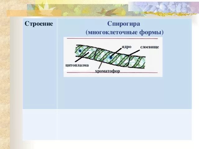 Спирогира строение. Строение клетки спирогиры. внешнее строение спирогиры. особенности строения спирогиры.