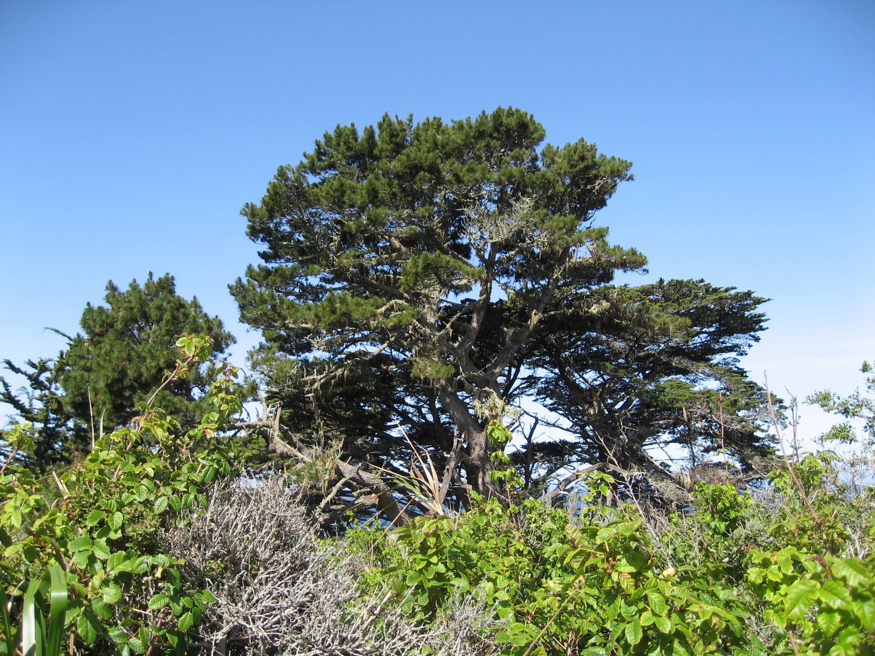 Сосна летучая. Pinus radiata. сосна лучистая. сосна лучистая новая зеландия. новозеландская сосна радиата.