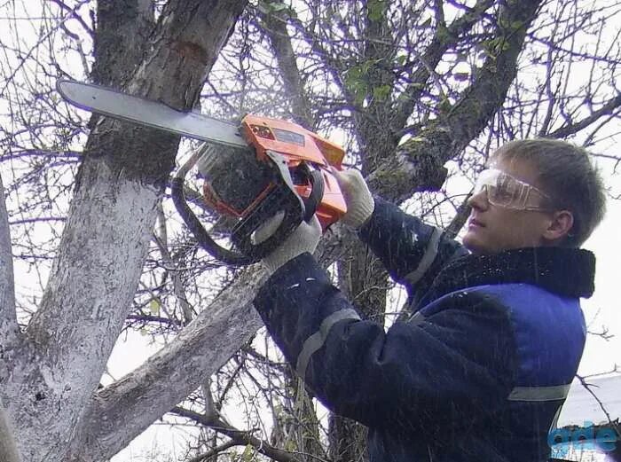 Пилит ветку. Пилит ветку. Аварийные деревья. Stihl ms 341. Опиловка деревьев.