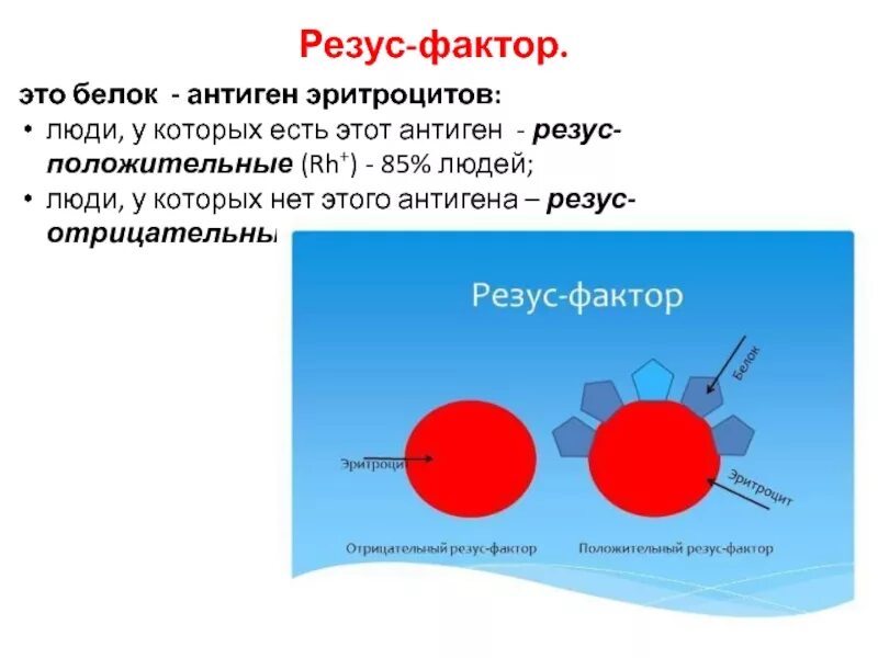 Резус положительный эритроцит