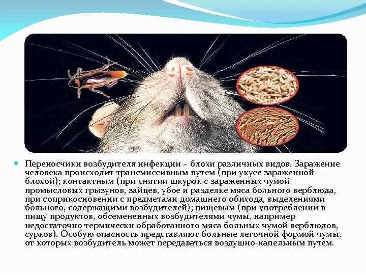 Грызун переносчик заболеваний. Грызуны переносчики инфекции. Грызуны переносчики чумы. Переносчики болезней животных.