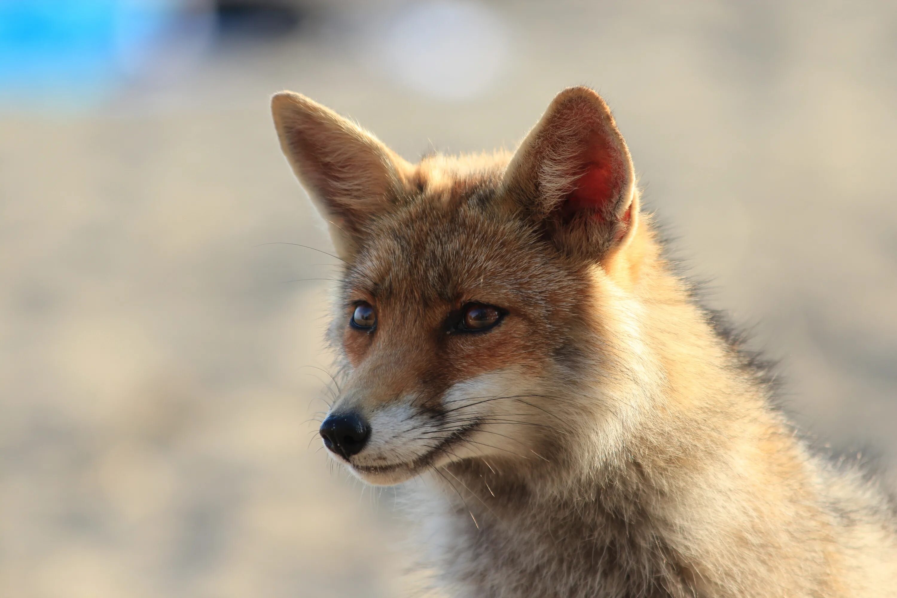 Фото Лис. Коричневая лиса. Серая лисица. Картинки на рабочий стол лиса. Fox wild