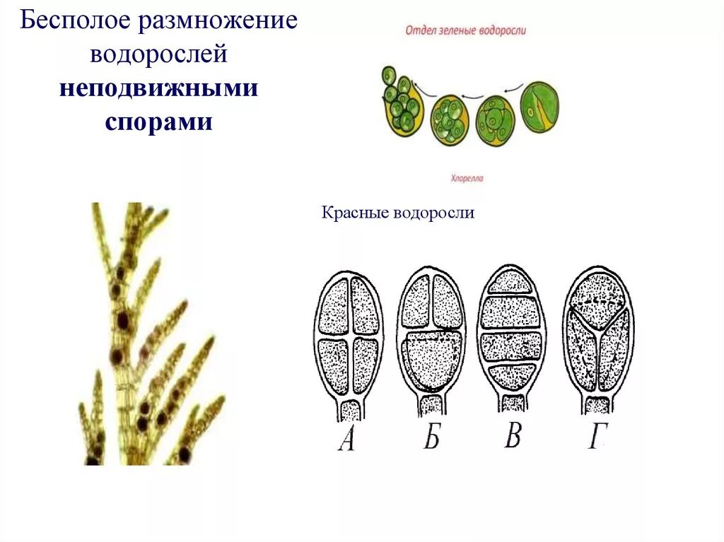 Вегетативное размножение водорослей схема. Бесполое размножение водорослей спорами. Размножение водорослей спорами. Бесполое размножение ламинарии.