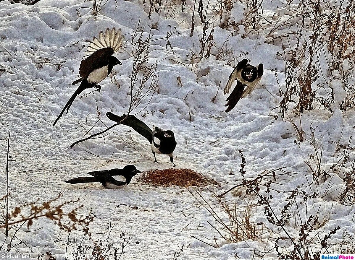 Сорока в зимнем лесу. Сорока обыкновенная. Ортенберг 1986. Рассказ-хроника - д. Сороки стая.