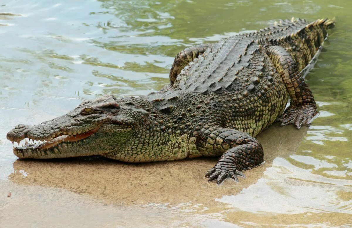 Крокодил Аллигатор Кайман гавиал. Гребнистый крокодил Рамри. Африканский Нильский крокодил.
