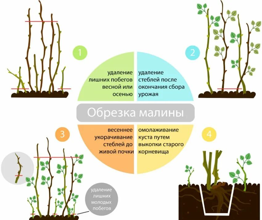 Нужно ли обрезать ремонтантную малину