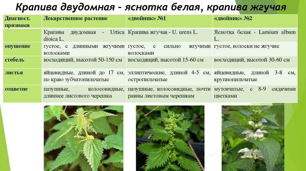 Крапива двудомная яснотка белая. Крапива двудомная (Urtíca dióica). Крапива двудомная (Urtica dioica). Жилкование крапивы двудомной.