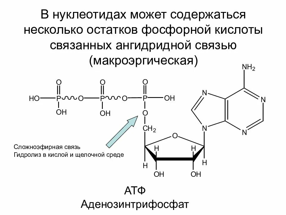 Атф состоит из остатков. Сложноэфирная связь в нуклеотидах. Щелочной гидролиз АТФ. Ангидридная связь в нуклеотидах. Макроэргические связи в нуклеотидах.