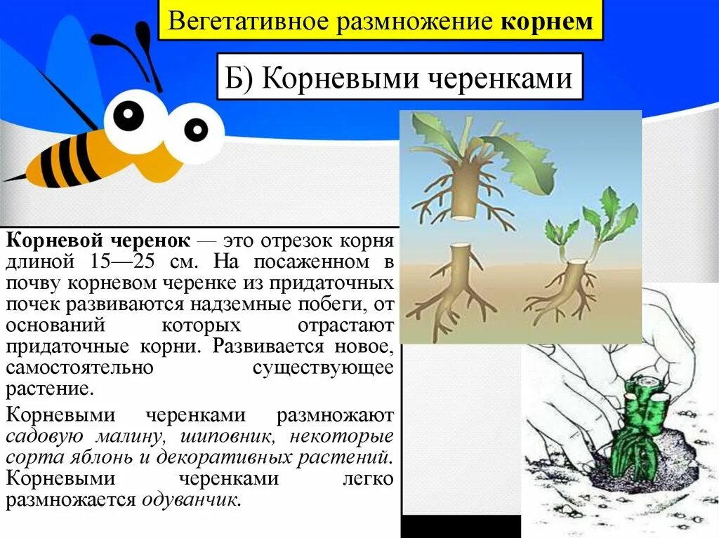 Какие способы размножения надземными побегами вы знаете. Вегетативное размножение корневыми отростками. Вегетативное размножение корневыми корневищем. Вегетативное размножение корневыми черенками. Вегетативное размножение Корн.