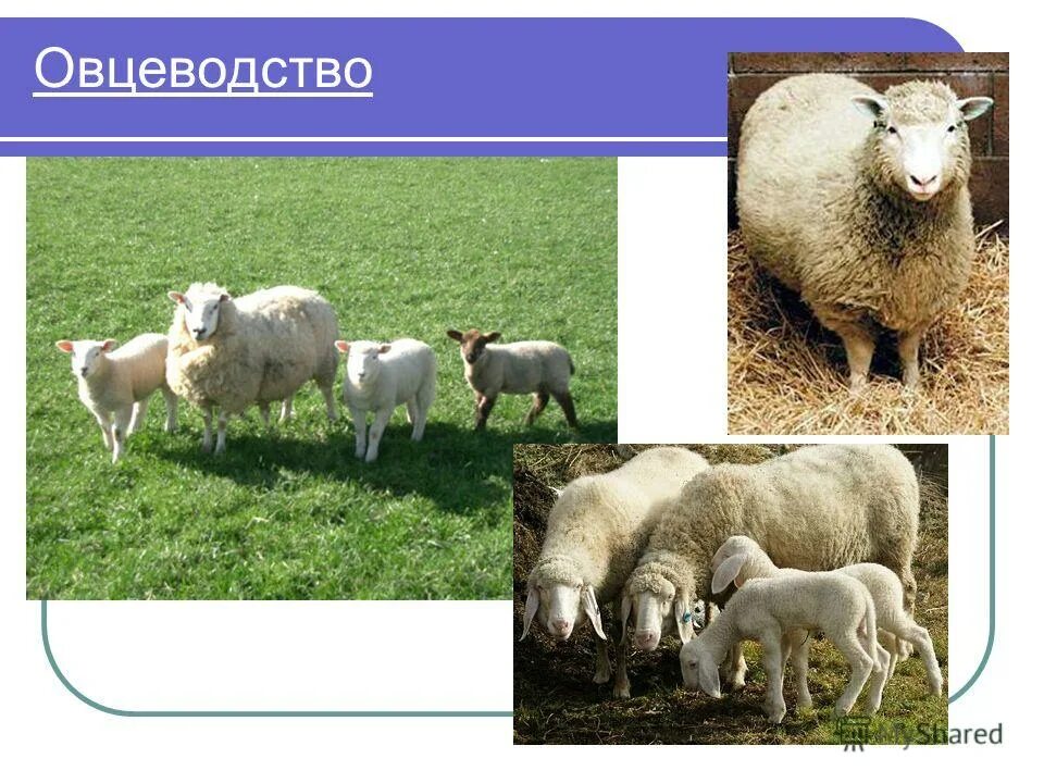 роль сельскохозяйственных животных в жизни человека. животноводство презентация. скотоводство в краснодарском крае. животноводство в узбекистане. отрасли животноводства в краснодарском крае.