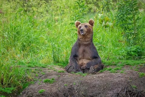 Сытый медведь