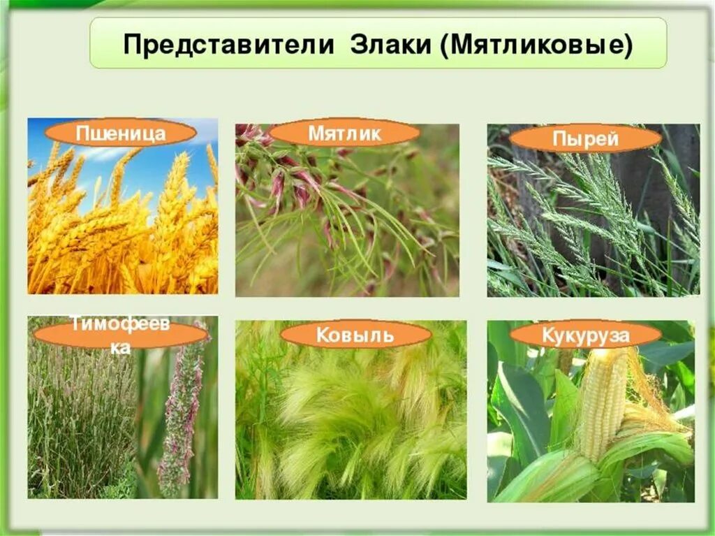 Представители семейства злаки. Представители семейства злаки. Соцветие злаки мятликовые. Однодольные злаковые представители. Представители семейства злаки.