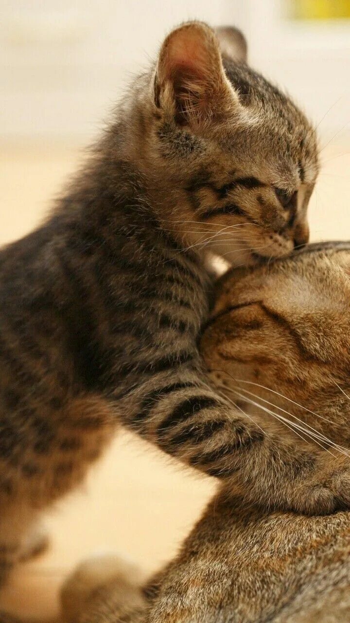 Котики любят всех. Котики обнимашки. котята обнимаются. кошки любовь. два котика обнимаются.