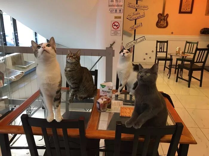 Включи коте ресторан. Cat Cafe Будапешт. Кошачье кафе - "Cat Cafe" в Японии. Котики и люди кафе в Москве. Япония рестораны с кошками.