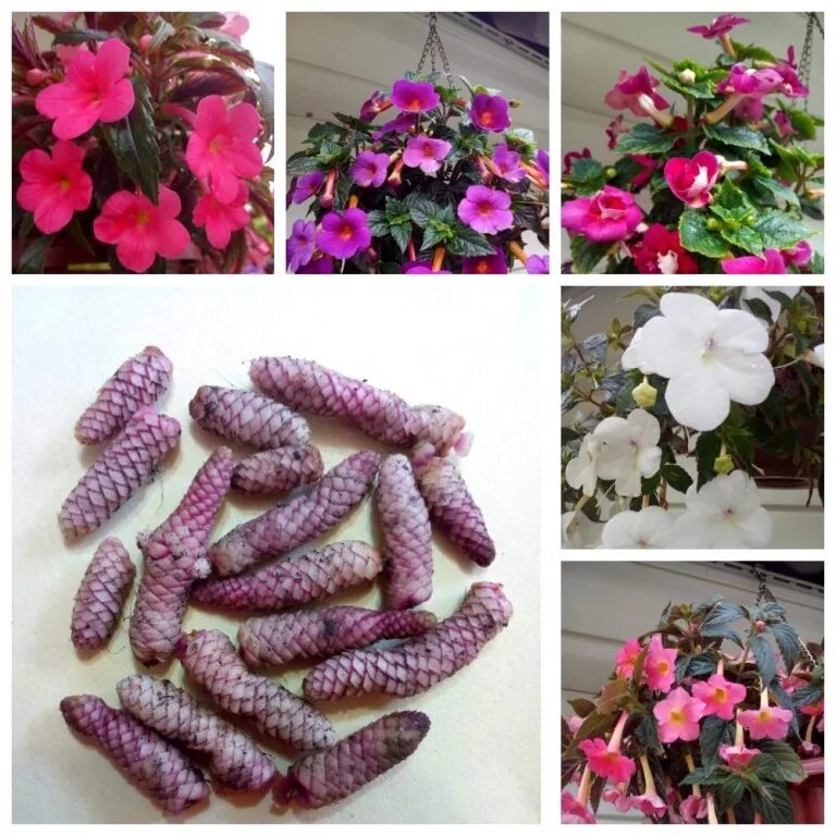 Ризомы ахименесов. Цветы ризомы ахименесов. Ахименес purple triumph. Растения ризомы ахименесов. Ризомы ахименесов.