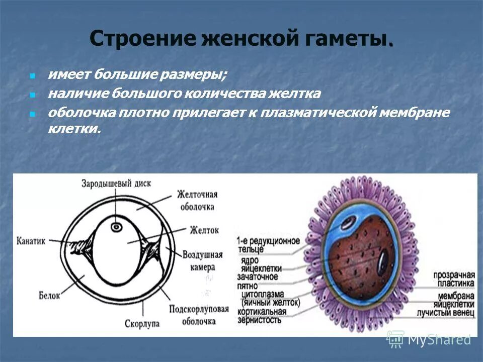 Представители каких классов позвоночных животных крупные яйцеклетки. Особенности строения и функции половых клеток. Строение половых клеток. Строение мужских и женских гамет. Строение яйцеклетки.