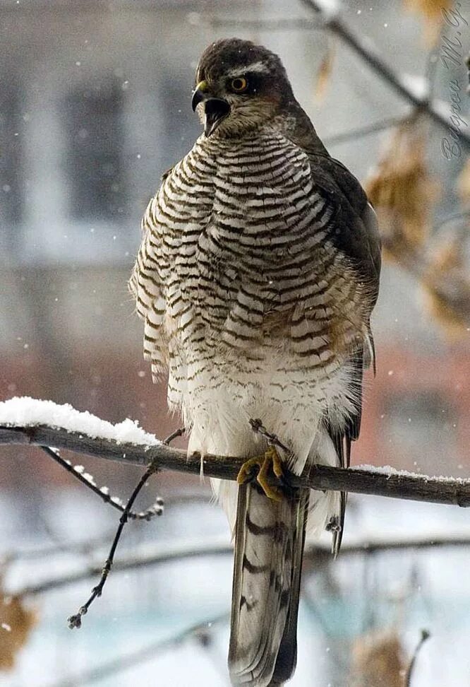 Ястреб королевский. Ястреб перепелятник зимой. Ястреб тетеревятник зимой. Перепелятник зимой. Ястреб тетеревятник зимой.