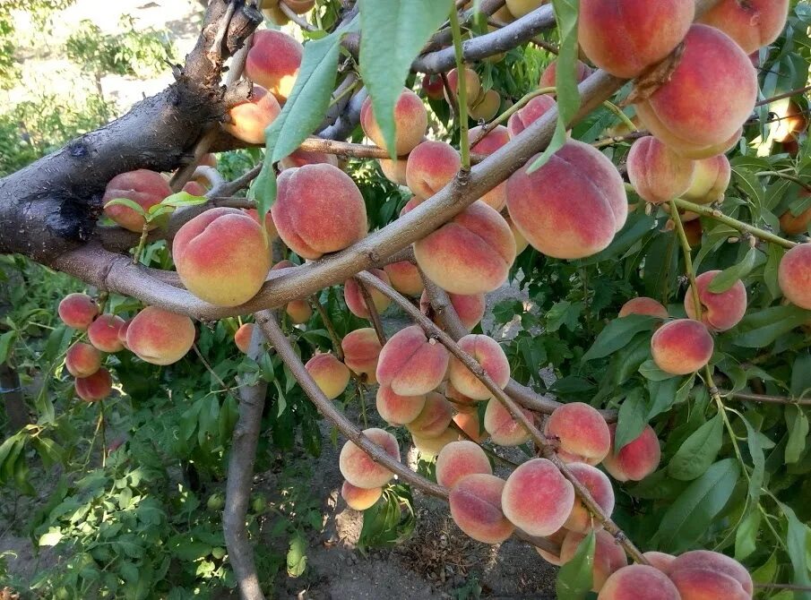 Дерево скрещенное абрикос персик
