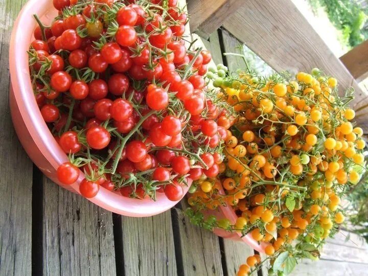 Помидоры сорт смородинка. Томат смородина красная. Томат смородинка. Solanum pimpinellifolium. Томат черри смородинка.