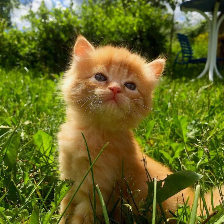 Кот живой купить. Недорогие котята. Недорогие котята живые. Недорогие коты. Недорогие рыжие котята.