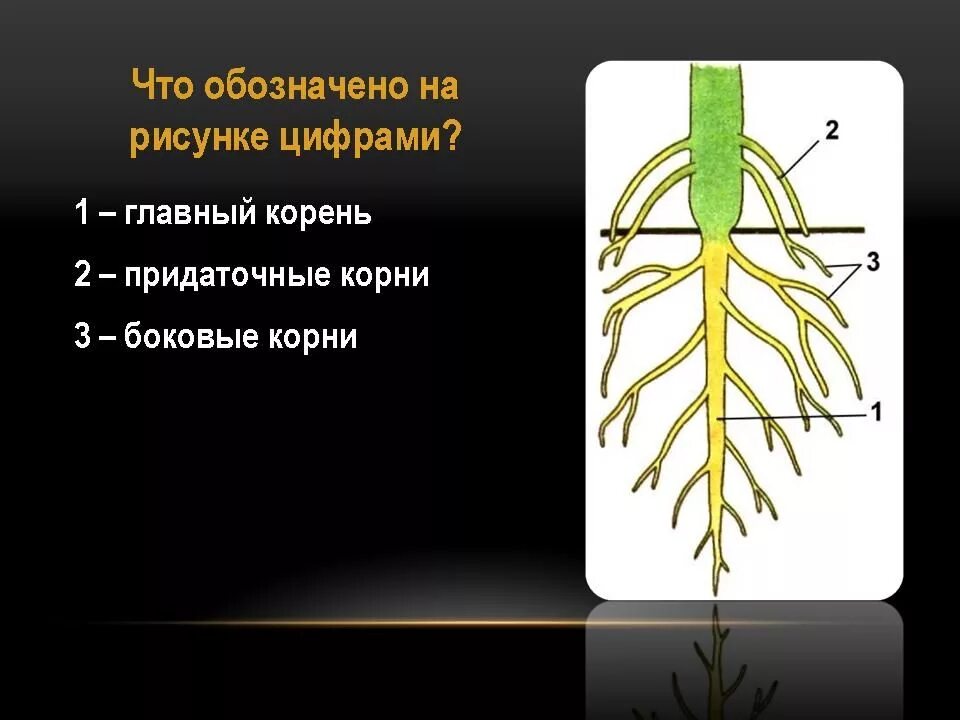Боковые корни растения. Боковые корни растения