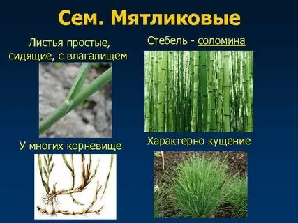 Установите соответствие стебель представлен соломиной