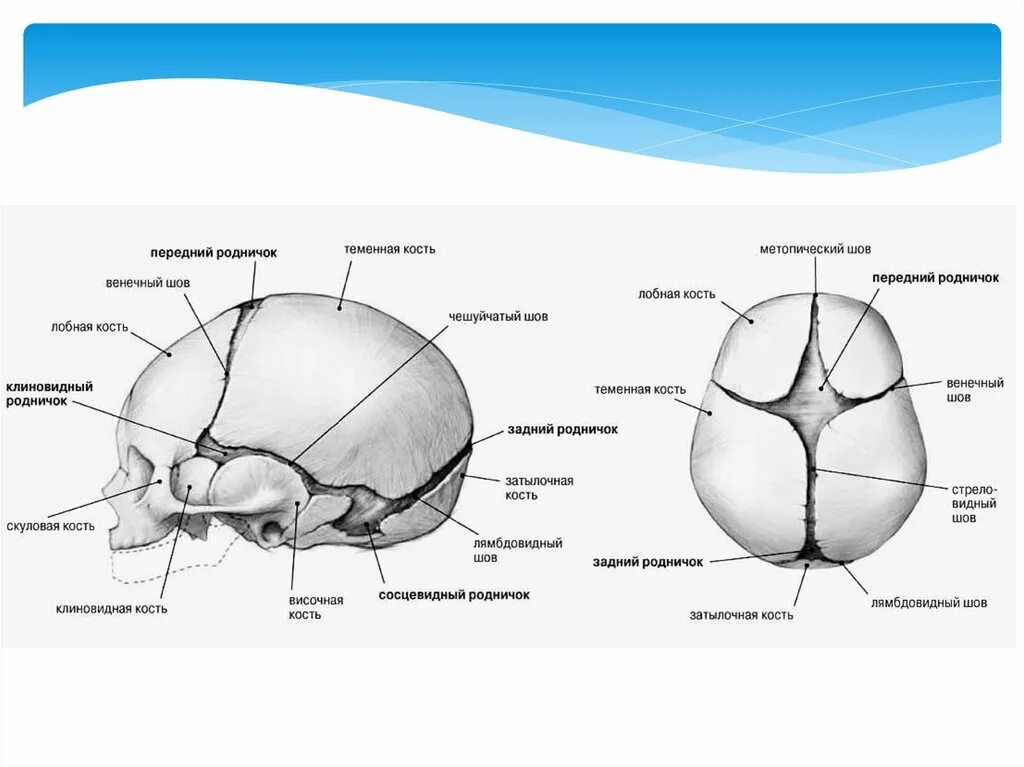 Шов теменных костей. Строение черепа новорожденного швы роднички. Швы и роднички головки плода Акушерство. Роднички черепа плода. Передний Родничок черепа новорожденного.