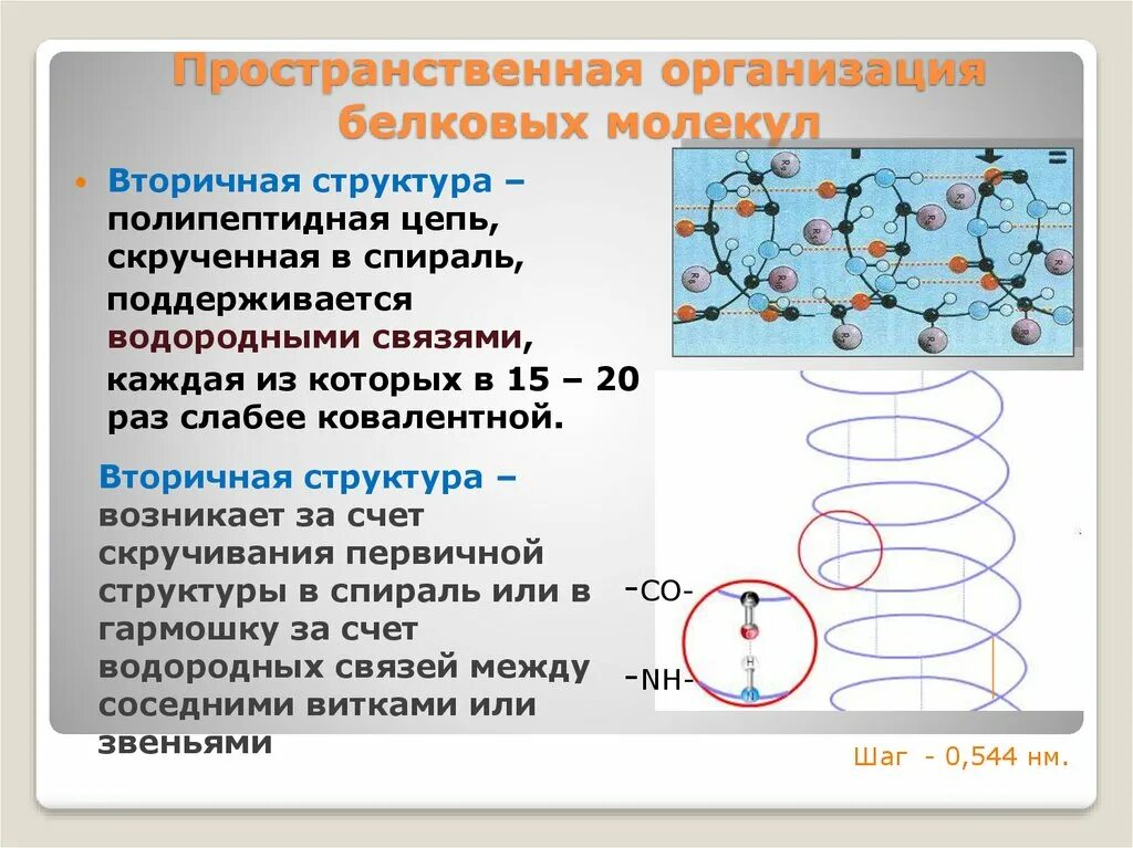 Пространственная структура белковых молекул. Структура пространственной организации белков. Пространственные структуры белковой молекулы. Пространственная организация белковой молекулы. В организации белковых